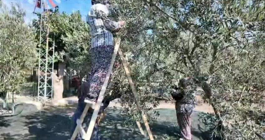 Manisa'nın Soma ilçesinde gerçekleştirilen 1. Geleneksel Zeytin Hasadı Şenliği’nde konuşan