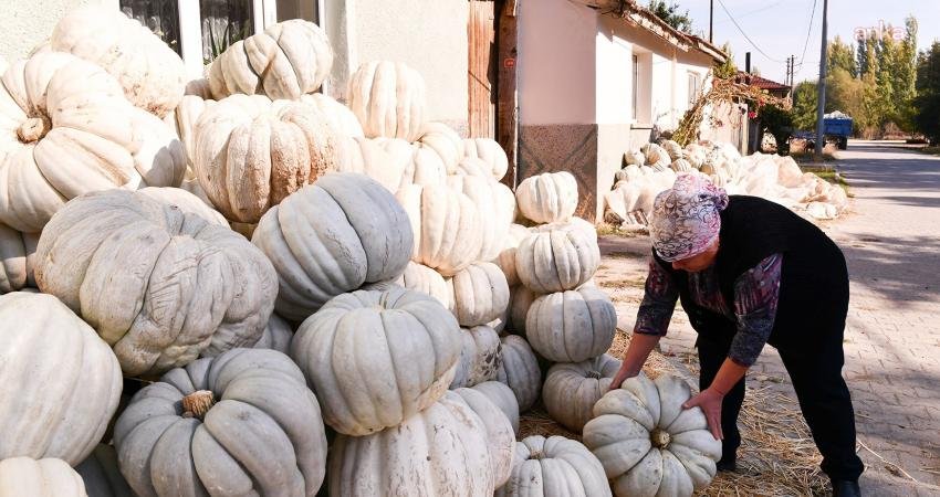 Tepebaşı Belediyesi, Kızılinler Mahallesi’nde ata tohumu ile üretilen bal kabağının