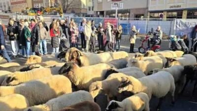 Almanya'nın Nürnberg kentinin sokakları 600 koyunun kışlık otlaklara göç yolculuğuyla