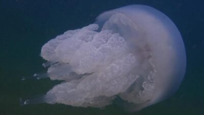 Altınordu Belediyesi, 28–29 Kasım günlerinde Karadeniz’in su altı zenginliğini sanatla