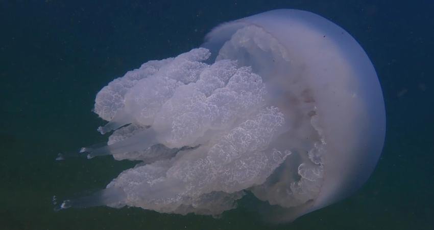 Altınordu Belediyesi, 28–29 Kasım günlerinde Karadeniz’in su altı zenginliğini sanatla