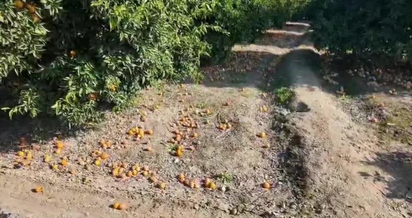 Aydın’ın Nazilli ilçesinde portakal ve mandalina bahçelerinde çalışan işçiler, düşük