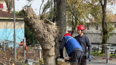 Bakırköy Belediyesi, turunçgil uzun antenli teke böceğine karşı yürüttüğü mücadele