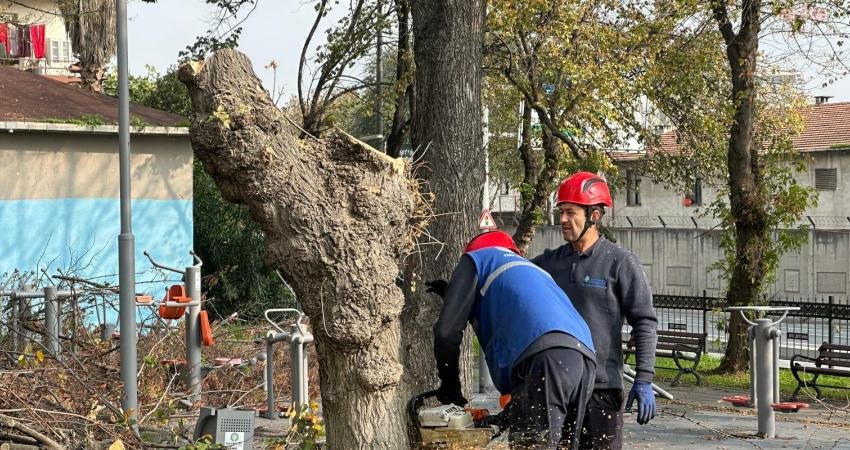 Bakırköy Belediyesi, turunçgil uzun antenli teke böceğine karşı yürüttüğü mücadele