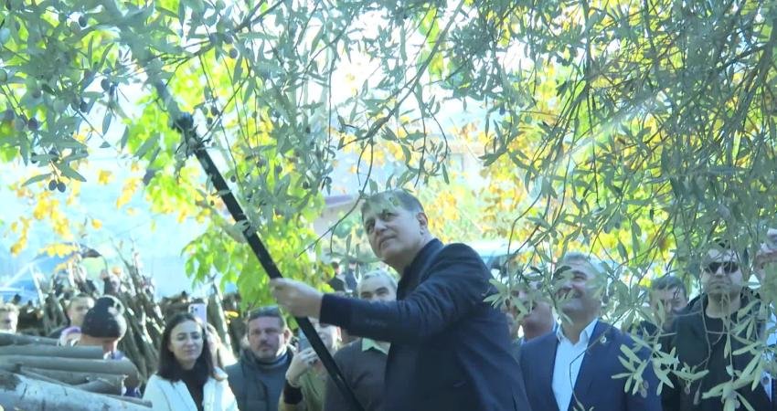 İzmir Büyükşehir Belediye Başkanı Cemil Tugay, Beydağ ilçesinde kestane üreticileriyle