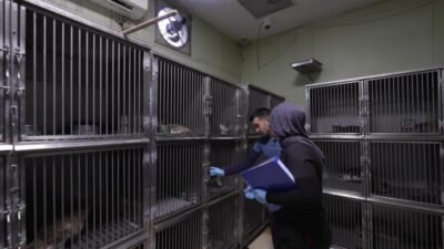 Buca Belediyesi, 11 ayda ilçedeki 3 bin 54 sokak kedisini