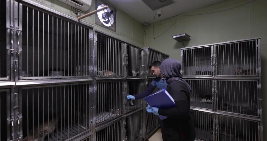 Buca Belediyesi, 11 ayda ilçedeki 3 bin 54 sokak kedisini