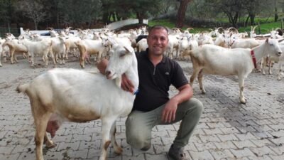 Balıkesir'deki Dutluca Mahallesi muhtarı Hüseyin Yılmaz, 1992’de iki Saanen tekeyle