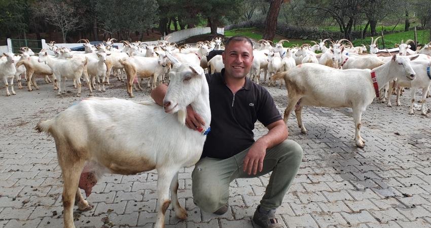 Balıkesir'deki Dutluca Mahallesi muhtarı Hüseyin Yılmaz, 1992’de iki Saanen tekeyle