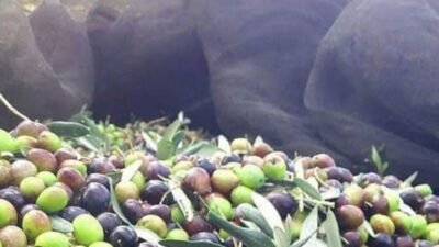 Balıkesir'in Burhaniye ilçesinde zeytinyağı üreten İnanç Erdoğan, "Tüketicinin bu yıl