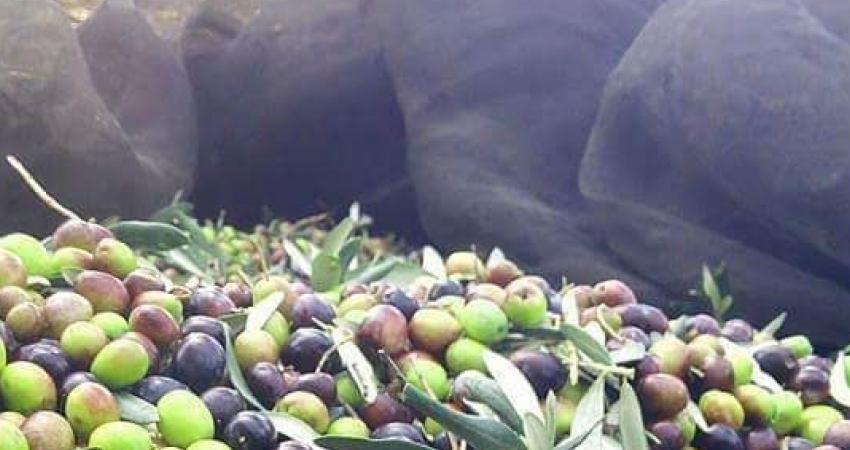 Burhaniyeli zeytinyağı üreticisi: “Tüketicinin kaliteli ve uygun fiyatlı zeytinyağı tüketeceği bir yıl olacak” Balıkesir'in Burhaniye ilçesinde zeytinyağı üreten İnanç Erdoğan, "Tüketicinin bu yıl