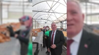 Honaz Belediyesi, cennet hurmasından cips üretmeye başladı. Paketlenen cennet hurmaları