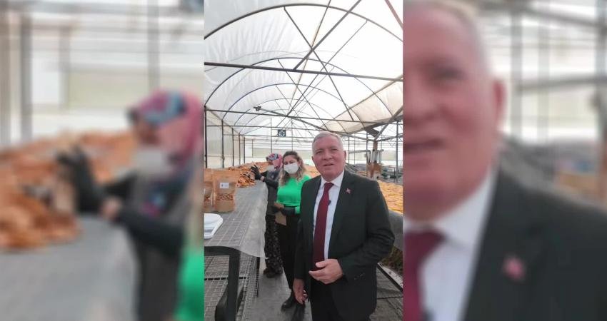 Honaz Belediyesi, cennet hurmasından cips üretmeye başladı. Paketlenen cennet hurmaları