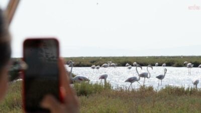 İzmir Büyükşehir Belediyesi’nin deniz ulaşım şirketi İZDENİZ, Bergama Vapuru ile