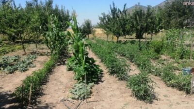 Efes Selçuk Belediyesi bünyesinde faaliyet gösteren Efes Tarlası Yaşam Köyü,