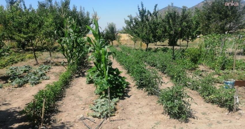 Efes Tarlası Yaşam Köyü’nde elde edilen yerel tohumlar Anadolu’nun dört bir yanında filizleniyor Efes Selçuk Belediyesi bünyesinde faaliyet gösteren Efes Tarlası Yaşam Köyü,