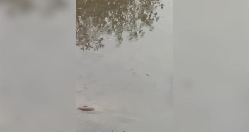 Giresun’un Doğankent ilçesine bağlı Çatalağaç Köyü'nde, AK Parti Iğdır Milletvekili