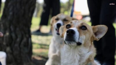 İstanbul Valiliği bir genelge yayımlayarak, 'haşere ve kemirgen popülasyonundaki artışın,