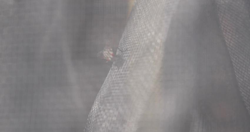 İzmir Büyükşehir Belediyesi, iklim değişikliği nedeniyle artan karasineklere karşı yoğun