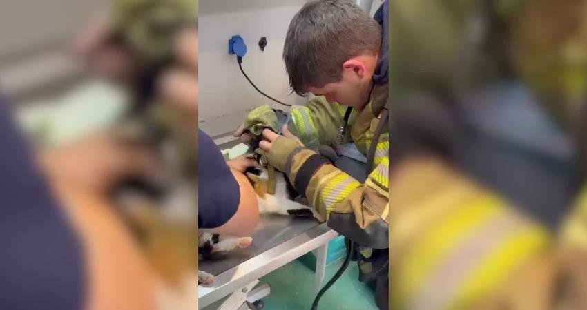 İzmir’de itfaiyeden can dostların hayatlarını kurtaran müdahaleler İzmir'de itfaiye ekipleri, 5 gündür kayıp olan köpeği girdiği yağmur suyu