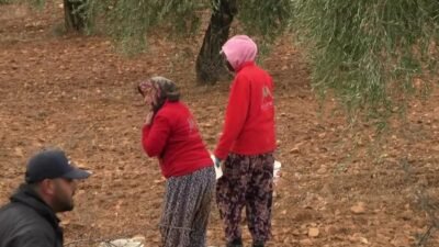 Kilis’in Polateli ilçesinde yaşayan vatandaşların en önemli geçim kaynağı olan