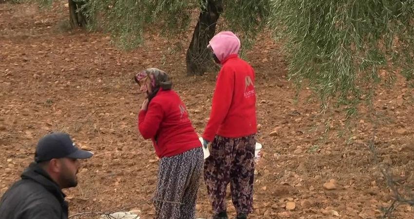 Kilis’te kuraklık zeytin üretimini vurdu… Üretici: “Verim kısıtlı, geçim zor” Kilis’in Polateli ilçesinde yaşayan vatandaşların en önemli geçim kaynağı olan