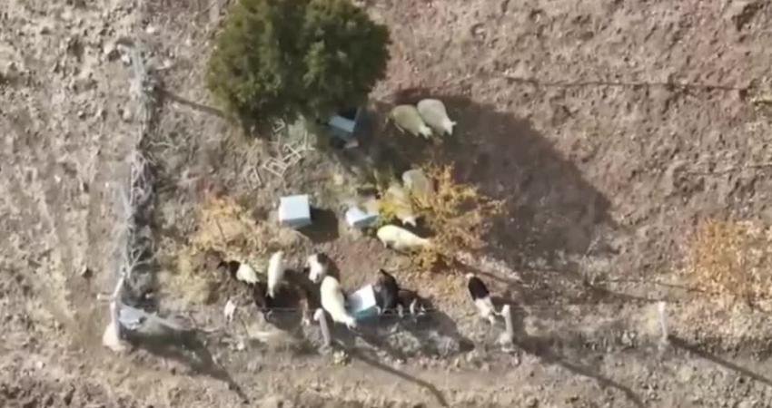 Kırıkkale’de kayıp 15 küçükbaş hayvan jandarma dronu ile bulundu Kırıkkale’nin Yahşihan ilçesine bağlı Bedesten köyünde kaybolan 15 adet küçükbaş
