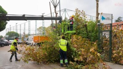 Maltepe Belediyesi, kasım ayı itibarıyla budama mevsiminin başlamasıyla ilçedeki ağaç,