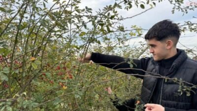 Silivri Belediyesi Tarımsal Üretim ve Araştırma Merkezi'nde çalışmalar sürüyor. Bu