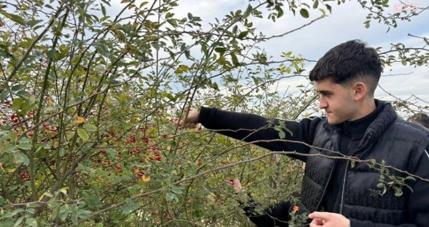 Silivri Belediyesi Tarımsal Üretim ve Araştırma Merkezi'nde çalışmalar sürüyor. Bu