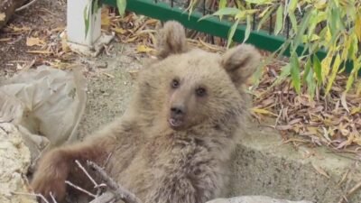 Tunceli’nin Pülümür ilçesinde köylüler tarafından yaralı halde bulunan yavru boz