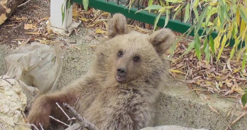 Tunceli’nin Pülümür ilçesinde köylüler tarafından yaralı halde bulunan yavru boz