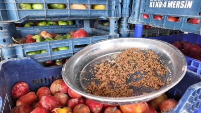 Yozgat’ın Boğazlıyan ilçesinde yıllardır organik tohum kullanarak tarımsal faaliyetlerini sürdüren