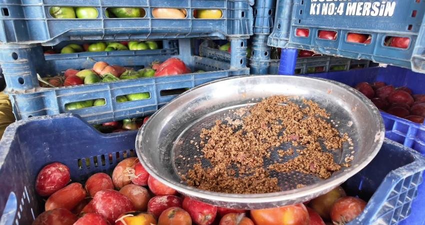 Yozgatlı ziraat mühendisi, çiftçiye organik tohum dağıtmaya hazırlanıyor Yozgat’ın Boğazlıyan ilçesinde yıllardır organik tohum kullanarak tarımsal faaliyetlerini sürdüren