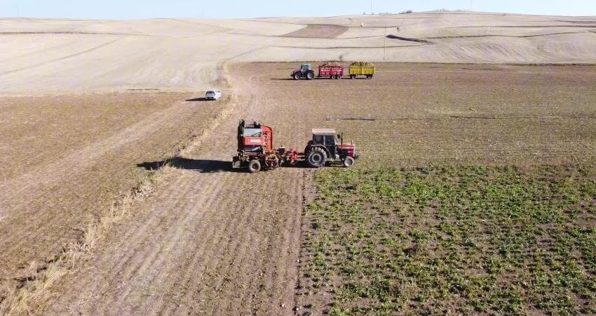 Yozgat’ta kuraklık şekerpancarı verimini olumsuz etkiledi En fazla şekerpancarı üretiminin yapıldığı Yozgat’ta, pancar sökümü devam ediyor.