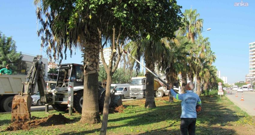 Adana’da kavşak düzenlemesi çalışmalarında sökülen ağaçlar yeni yerlerine dikiliyor Adana Büyükşehir Belediyesi'nin kavşak düzenleme çalışmalarında sökülen ağaçlar, Park ve