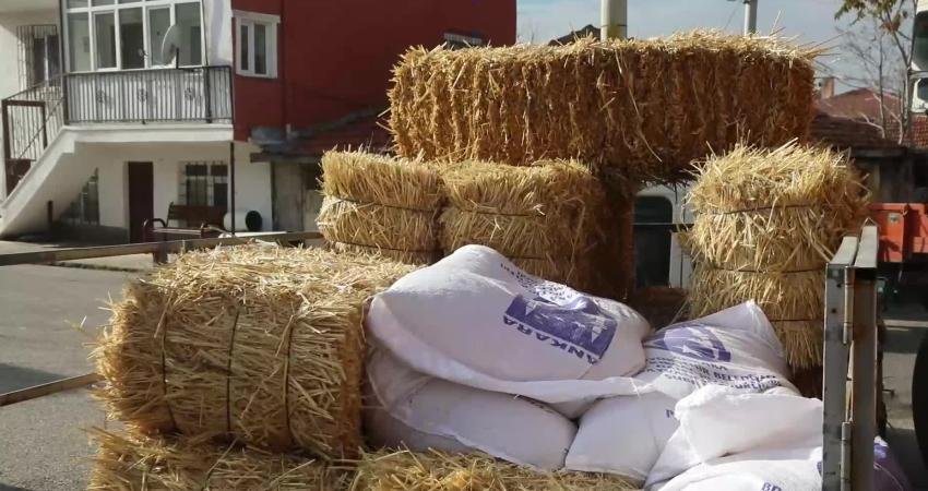 Ankara Büyükşehir Belediyesi (ABB), manda yetiştiricilerine ücretsiz kaba yem ve