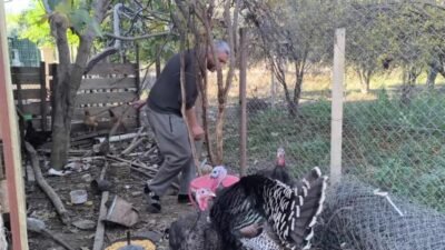 Osmaniye’nin Kadirli ilçesinde hindi satıcısı Ahmet Özhan Çevlik, "Yılbaşına özel