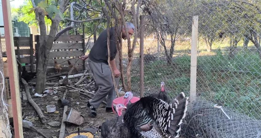 Osmaniye’nin Kadirli ilçesinde hindi satıcısı Ahmet Özhan Çevlik, "Yılbaşına özel