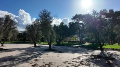 Bornova Belediyesi, ilçedeki bin 500 zeytin ağacında hasada başladı. Hasattan