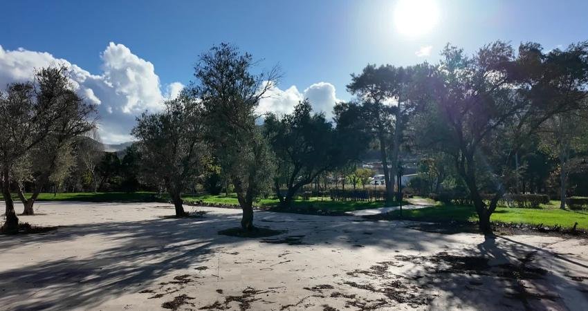 Bornova’da bin 500 zeytin ağacında hasat başladı Bornova Belediyesi, ilçedeki bin 500 zeytin ağacında hasada başladı. Hasattan