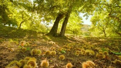 Bursa Büyükşehir Belediye Başkanı Mustafa Bozbey, "Bursa’da yetişen kestanelerin, diğer