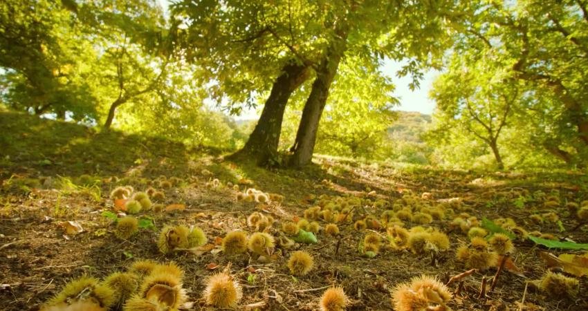 Bursa Büyükşehir Belediye Başkanı Mustafa Bozbey, "Bursa’da yetişen kestanelerin, diğer