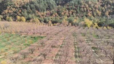 Adana'nın Kozan ilçesinde geçtiğimiz yıl don olayından etkilenen hurma ağaçlarından