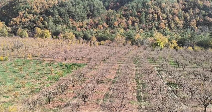 Adana'nın Kozan ilçesinde geçtiğimiz yıl don olayından etkilenen hurma ağaçlarından