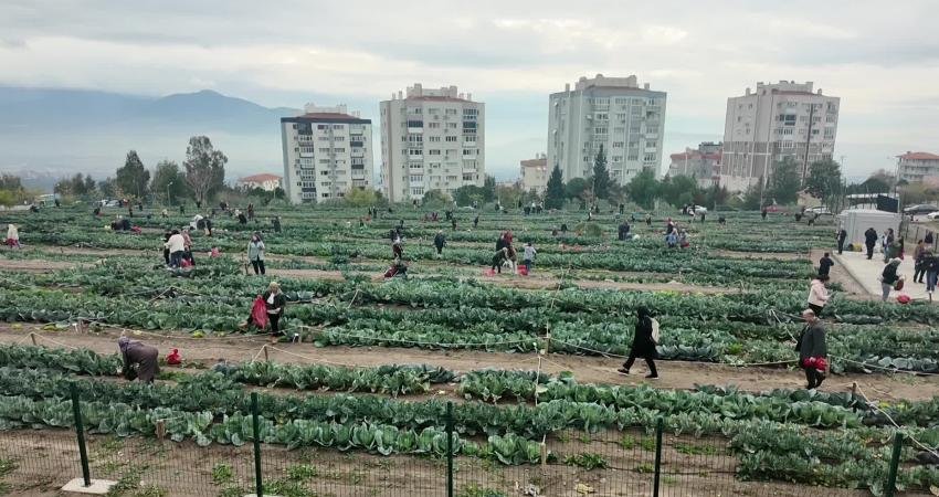 Bornova Belediyesi’nin 6 noktada kurduğu kent bostanlarında kadınlar kışlık sebzelerin