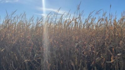 Toprak Mahsulleri Ofisi'nin (TMO) Mardin’de mısırını almadığını ileri süren çiftçi