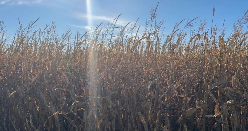 Mardinli Çiftçi TMO’ya tepkili: “Madem almayacaksınız, neden randevu veriyorsunuz?” Toprak Mahsulleri Ofisi'nin (TMO) Mardin’de mısırını almadığını ileri süren çiftçi