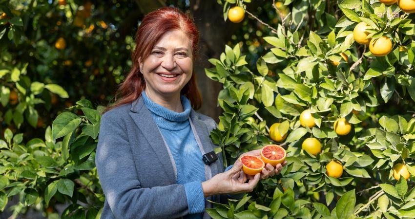Mersin kan portakalı, coğrafi işaret tesciline kavuştu Kentin simge tarım ürünlerinden Mersin kan portakalı, Mersinden Kadın Kooperatifi’nin