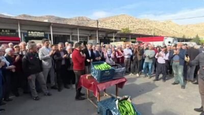 Mersin’in Aydıncık ilçesinde yılın ilk salatalık hasadı yapıldı ancak fiyatlar